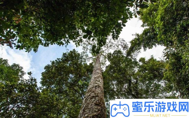 世界上最高的十棵树是甚么 