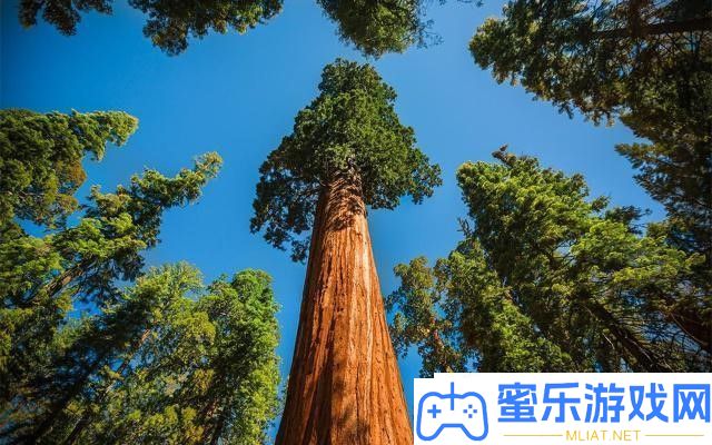 世界上最高的十棵树是甚么 
