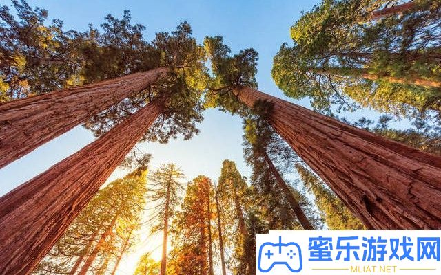世界上最高的十棵树是甚么 