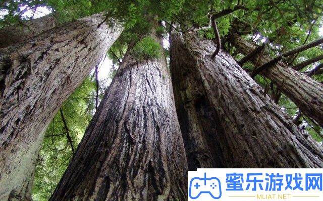 世界上最高的十棵树是甚么 