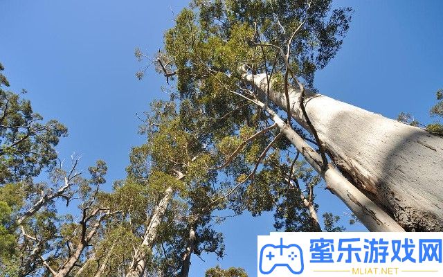 世界上最高的十棵树是甚么 